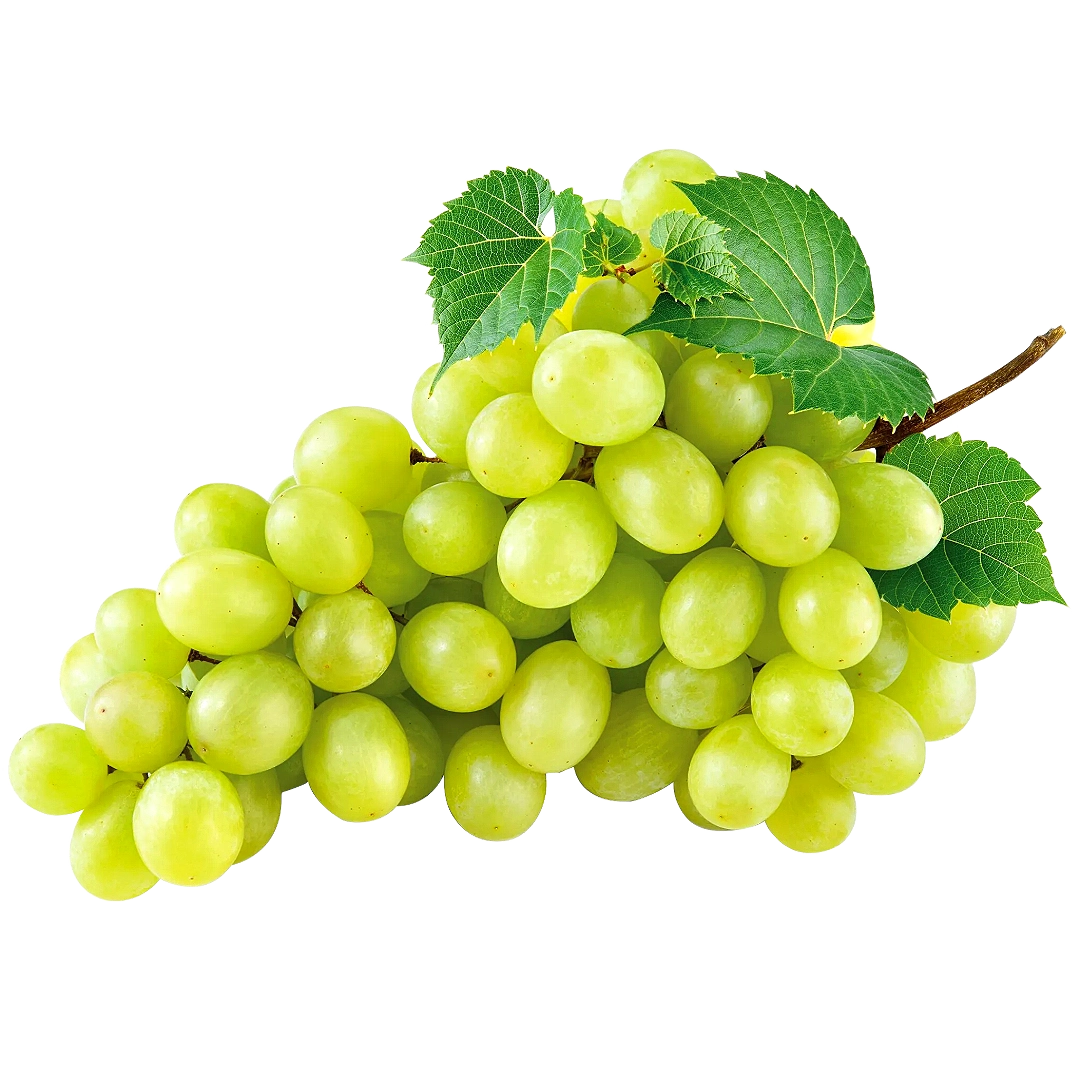 UVA VITTORIA